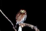 Ferruginous Pygmy Owl, (Glaucidium brasilianum)