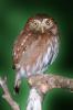 Ferruginous Pygmy Owl, (Glaucidium brasilianum), ABOV01P01_13.3343
