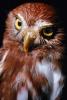 Ferruginous Pygmy Owl, (Glaucidium brasilianum), ABOV01P01_15.3343
