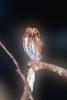 Ferruginous Pygmy Owl, (Glaucidium brasilianum), ABOV01P01_16.3343
