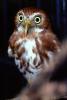 Ferruginous Pygmy Owl, (Glaucidium brasilianum), ABOV01P01_17B.1708