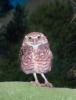 Ferruginous Pygmy Owl, (Glaucidium brasilianum), ABOV01P02_01.3343