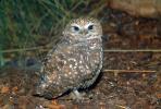Spotted Owl (Strix occidentalis), ABOV01P02_07.1708