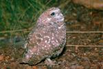 Spotted Owl, (Strix occidentalis), ABOV01P02_08.1708