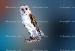 Barn Owl, Barnyard Owl, ABOV01P02_10