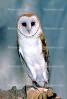 Barn Owl, Barnyard Owl, ABOV01P02_11B