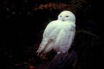 Snowy Owl, ABOV01P02_13.3343