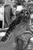 Snowy Owl, ABOV01P02_14