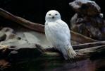 Snowy Owl, ABOV01P02_16