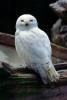 Snowy Owl, ABOV01P02_16B