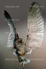Wings, feather, ABOV01P02_18C