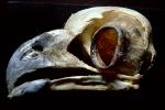 Great Horned Owl skull, (Bubo virginianus), Strigidae, ABOV01P03_07