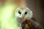 Barn Owl, Barnyard Owl, ABOV01P03_11