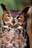 Great Horned Owl, (Bubo virginianus), Strigidae, ABOV01P03_12