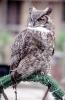 Great Horned Owl, (Bubo virginianus), Strigidae, ABOV01P03_14