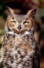 Great Horned Owl, (Bubo virginianus), Strigidae, ABOV01P03_16