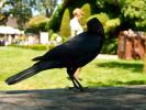 Blackbird, ABPD01_002
