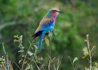 Lilac-breasted Roller, (Coracias caudatus), Coraciiformes, Coraciidae, red throat, blue body, Africa, African wildlife, ABPD01_014