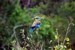 Lilac-breasted Roller, (Coracias caudatus), Coraciiformes, Coraciidae, red throat, blue body, Africa, African wildlife, ABPD01_015
