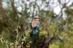 Lilac-breasted Roller, (Coracias caudatus), Coraciiformes, Coraciidae, red throat, blue body, Africa, African wildlife, ABPD01_016