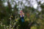 Lilac-breasted Roller, (Coracias caudatus), Coraciiformes, Coraciidae, red throat, blue body, Africa, African wildlife, ABPD01_017