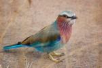 Lilac-breasted Roller, (Coracias caudatus), Coraciiformes, Coraciidae, red throat, blue body, Africa, African wildlife, ABPD01_019