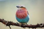Lilac-breasted Roller, (Coracias caudatus), Coraciiformes, Coraciidae, red throat, blue body, Africa, African wildlife, ABPD01_020