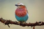 Lilac-breasted Roller, (Coracias caudatus), Coraciiformes, Coraciidae, red throat, blue body, Africa, African wildlife, ABPD01_021