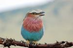 Red Throat, blue body, Lilac-breasted Roller, (Coracias caudatus), Africa, African wildlife