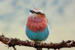 Lilac-breasted Roller, (Coracias caudatus), Coraciiformes, Coraciidae, red throat, blue body, Africa, African wildlife, ABPD01_023