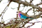 Lilac-breasted Roller, (Coracias caudatus), Coraciiformes, Coraciidae, red throat, blue body, Africa, African wildlife, ABPD01_031