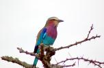 Lilac-breasted Roller, (Coracias caudatus), Coraciiformes, Coraciidae, red throat, blue body, Africa, African wildlife, ABPD01_032
