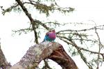 Lilac-breasted Roller, (Coracias caudatus), Coraciiformes, Coraciidae, red throat, blue body, Africa, African wildlife, ABPD01_033