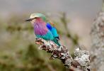 Lilac-breasted Roller, (Coracias caudatus), Coraciiformes, Coraciidae, red throat, blue body, Africa, African wildlife, ABPD01_034