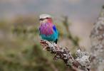 Lilac-breasted Roller, (Coracias caudatus), Coraciiformes, Coraciidae, red throat, blue body, Africa, African wildlife, ABPD01_035