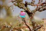 Lilac-breasted Roller, (Coracias caudatus), Coraciiformes, Coraciidae, red throat, blue body, Africa, African wildlife, ABPD01_038