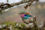 Lilac-breasted Roller, (Coracias caudatus), Coraciiformes, Coraciidae, red throat, blue body, Africa, African wildlife, ABPD01_040