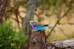 Lilac-breasted Roller, (Coracias caudatus), Coraciiformes, Coraciidae, red throat, blue body, Africa, African wildlife, ABPD01_042