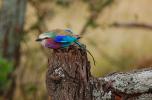 Lilac-breasted Roller, (Coracias caudatus), Coraciiformes, Coraciidae, red throat, blue body, Africa, African wildlife, ABPD01_043