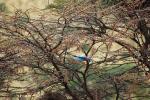 Lilac-breasted Roller, (Coracias caudatus), Coraciiformes, Coraciidae, red throat, blue body, Africa, African wildlife, ABPD01_044