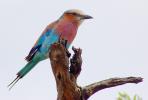 Lilac-breasted Roller, (Coracias caudatus), Coraciiformes, Coraciidae, red throat, blue body, Africa, African wildlife, ABPD01_045