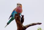 Lilac-breasted Roller, (Coracias caudatus), Coraciiformes, Coraciidae, red throat, blue body, Africa, African wildlife, ABPD01_046