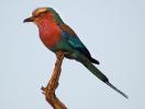 Lilac-breasted Roller, (Coracias caudatus), Coraciiformes, Coraciidae, red throat, blue body, Africa, African wildlife, ABPD01_057