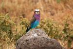 Lilac-breasted Roller, (Coracias caudatus), Coraciiformes, Coraciidae, red throat, blue body, Africa, African wildlife, ABPD01_060