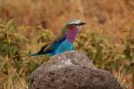 Lilac-breasted Roller, (Coracias caudatus), Coraciiformes, Coraciidae, red throat, blue body, Africa, African wildlife, ABPD01_061