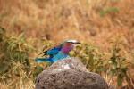 Lilac-breasted Roller, (Coracias caudatus), Coraciiformes, Coraciidae, red throat, blue body, Africa, African wildlife, ABPD01_062