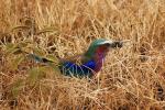 Lilac-breasted Roller, (Coracias caudatus), Coraciiformes, Coraciidae, red throat, blue body, Africa, African wildlife, ABPD01_063