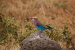Lilac-breasted Roller, (Coracias caudatus), Coraciiformes, Coraciidae, red throat, blue body, Africa, African wildlife, ABPD01_064