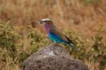 Lilac-breasted Roller, (Coracias caudatus), Coraciiformes, Coraciidae, red throat, blue body, Africa, African wildlife, ABPD01_065
