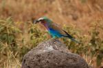 Lilac-breasted Roller, (Coracias caudatus), Coraciiformes, Coraciidae, red throat, blue body, Africa, African wildlife, ABPD01_066